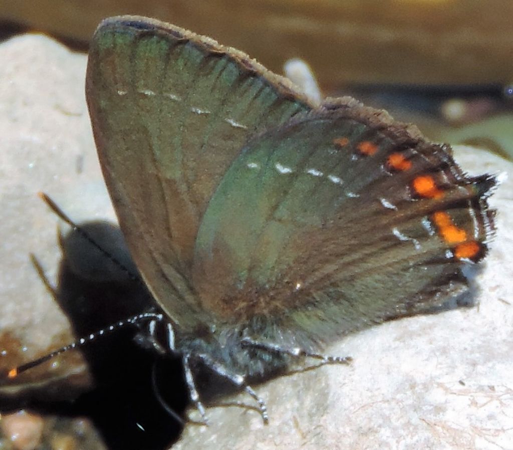 Lycaenidae:  Satyrium ilicis (Esper, 1779)?  S !